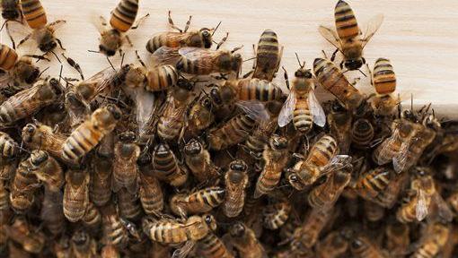 Officials ID man killed in Tucson bee attack